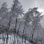forêt d'exploitation à Pragondran - Bauges - Savoie