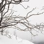 un arbre sous la neige à Solaison - Bornes - Hte Savoie