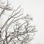 un arbre sous la neige à Solaison - Bornes - Hte Savoie