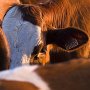Vaches à Sur-Lyand - Bugey - Ain