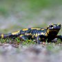 Salamandre à Pragondran - Bauges - Savoie