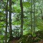forêt d'Arith - Bauges - Savoie