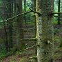 forêt de l'Epine - Savoie