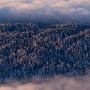 mer de brouillard et forêt d'épicéas ... 2 couleurs, 2 textures ... l'hiver est très intéressant pour ces recherches graphiques. Ici, la forêt du Revard m'a bien aidé ...