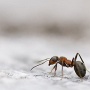 Parfois, on part avec l'idée de faire de belles images de paysage ... à la rencontre des paysages glaciaires du Chablais. Et on revient avec de belles images de fourmis ! J'adore ces rencontres imprévues ....