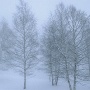 des arbres ... la neige ... le brouillard ... des conditions idéales pour la photo ... si si !!