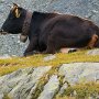 Vache "Hérens" près des 3 lacs du vallon du Drône - Valais - Suisse